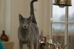 Izzie als volwassen poes